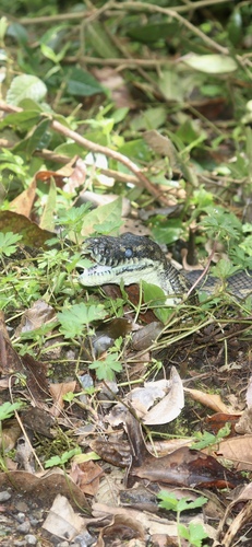 Coastal Carpet Python sighting