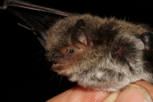 Nepal Myotis (Myotis nipalensis) — Least Concern Mammalia