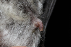 Nepalese Myotis photo 4