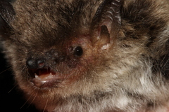 Nepalese Myotis photo 2