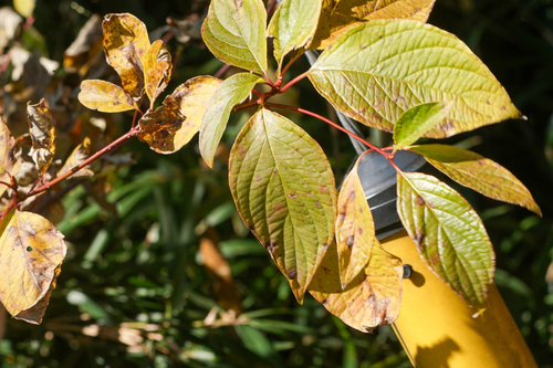 Image of Cornus controversa by (c) WATANABE Hitoshi 渡辺仁, some rights reserved (CC BY)