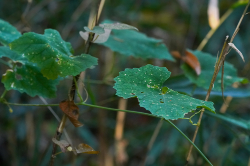 Image of Trichosanthes cucumeroides by (c) WATANABE Hitoshi 渡辺仁, some rights reserved (CC BY)