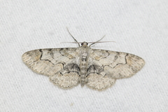 Iridopsis larvaria