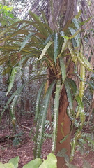 Asplenium simplicifrons
