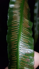 Asplenium simplicifrons