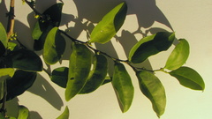 Schoepfia brasiliensis