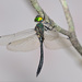 Emerald Dragonflies - Photo (c) Kim Dae Ho, some rights reserved (CC BY-NC)