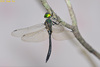 Emerald Dragonflies - Photo (c) Kim Dae Ho, some rights reserved (CC BY-NC), uploaded by Kim Dae Ho