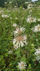 Monarda lindheimeri