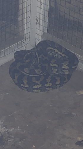 Coastal Carpet Python sighting