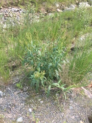 Rumex triangulivalvis