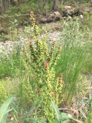 Rumex triangulivalvis