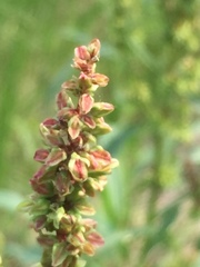 Rumex triangulivalvis
