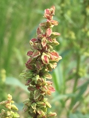 Rumex triangulivalvis