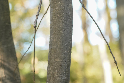 Ilex macropoda, photograph 2