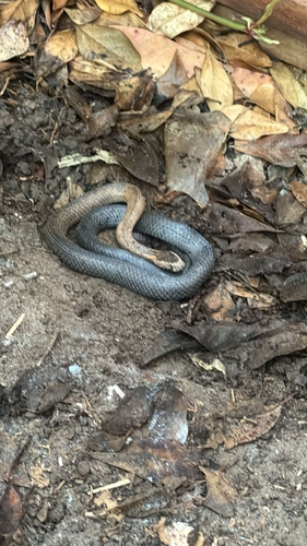 Golden-crowned Snake sighting