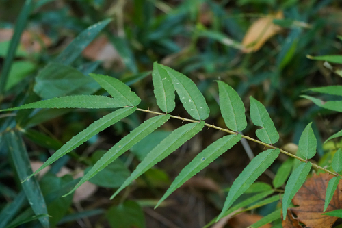 Image of Zanthoxylum ailanthoides by (c) WATANABE Hitoshi 渡辺仁, some rights reserved (CC BY)
