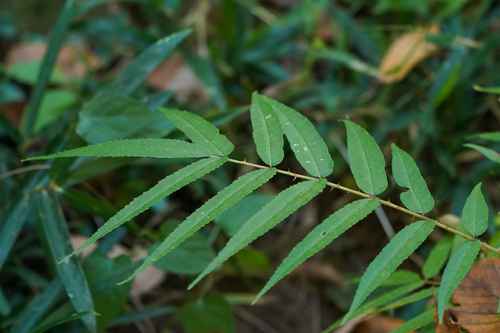 Image of Zanthoxylum ailanthoides by (c) WATANABE Hitoshi 渡辺仁, some rights reserved (CC BY)