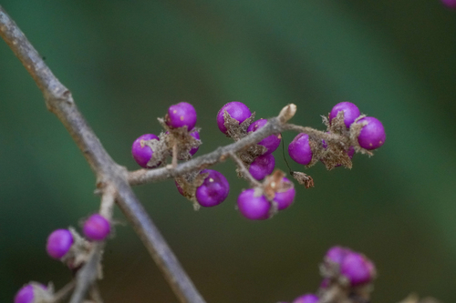 Image of Callicarpa mollis by (c) WATANABE Hitoshi 渡辺仁, some rights reserved (CC BY)
