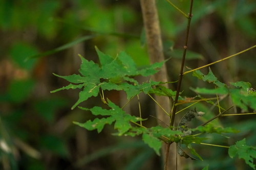 Image of Acer pictum by (c) WATANABE Hitoshi 渡辺仁, some rights reserved (CC BY)