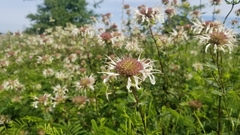 Monarda lindheimeri