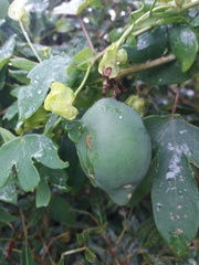 Passiflora saccoi