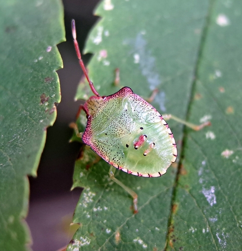 Hawthorn Shield Bug photo 4