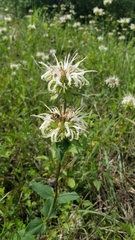 Monarda lindheimeri