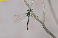 Somatochlora graeseri