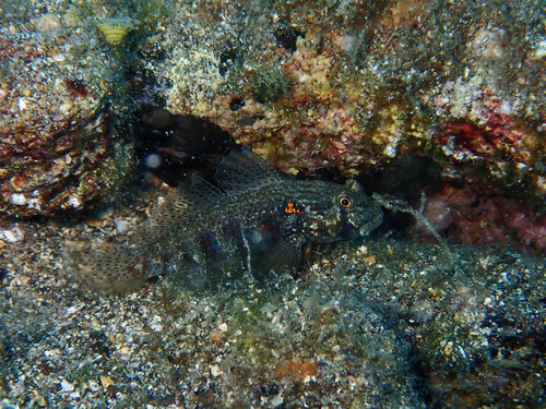 Goldspot goby (Gnatholepis thompsoni) — Gobiidae — 2