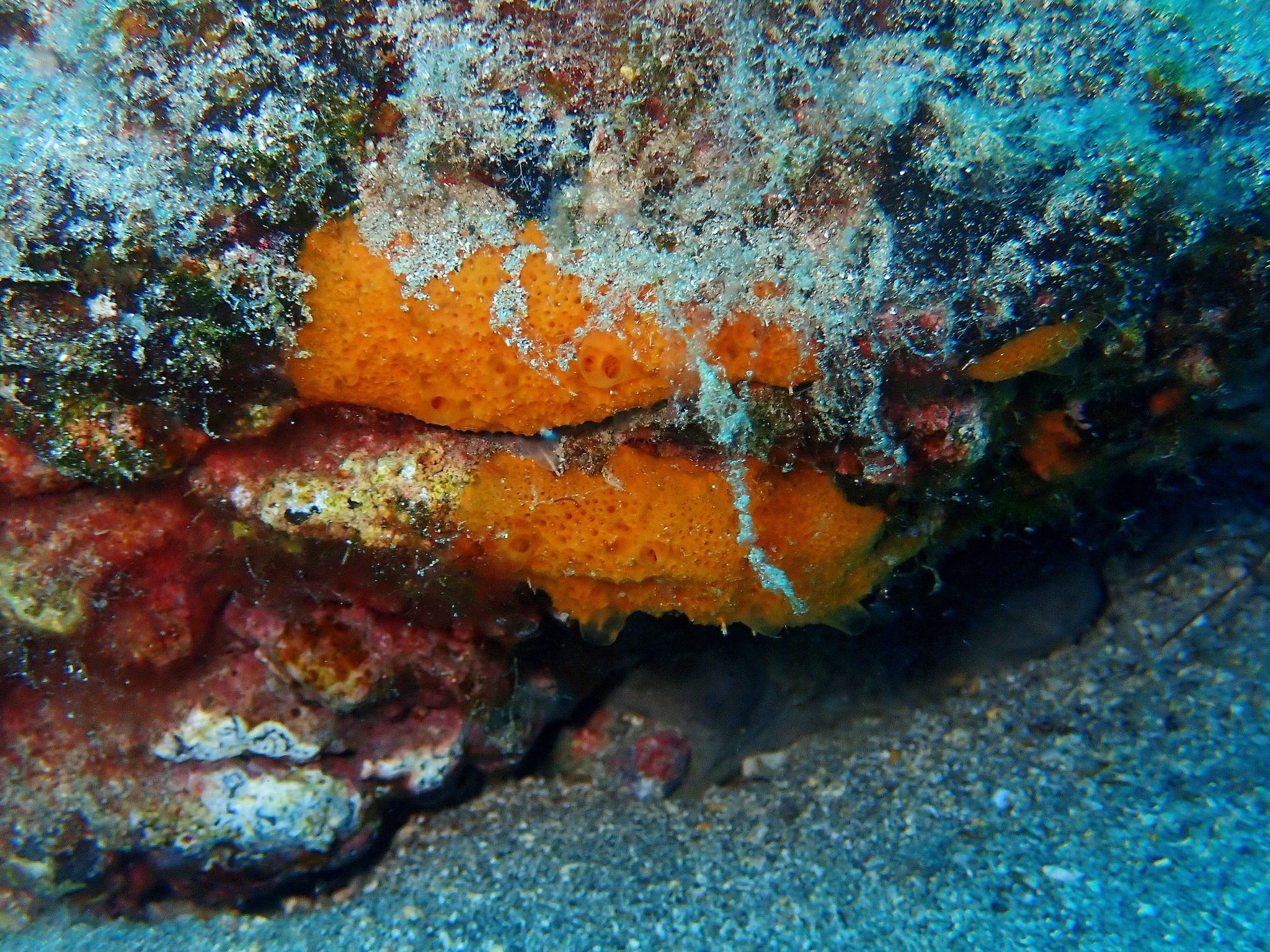 Scopalina canariensis