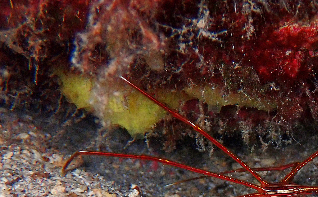 Darwinella muelleri