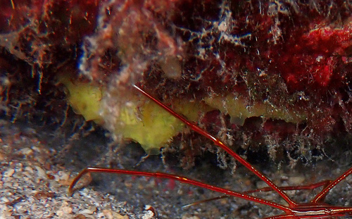 Darwinella muelleri