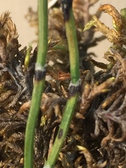Equisetum scirpoides