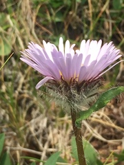 Erigeron porsildii