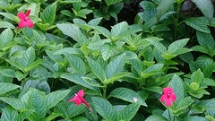 Ruellia elegans