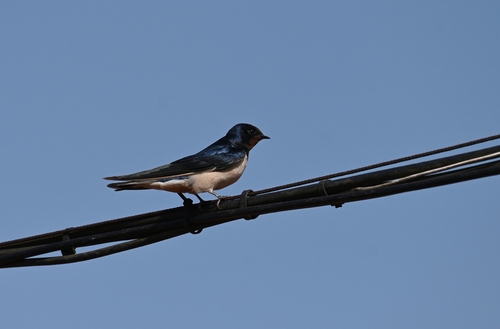Red-chested Swallow