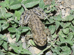 Bufotes latastii