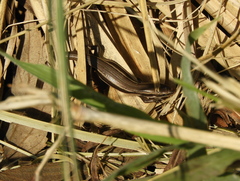 Aspronema dorsivittatum