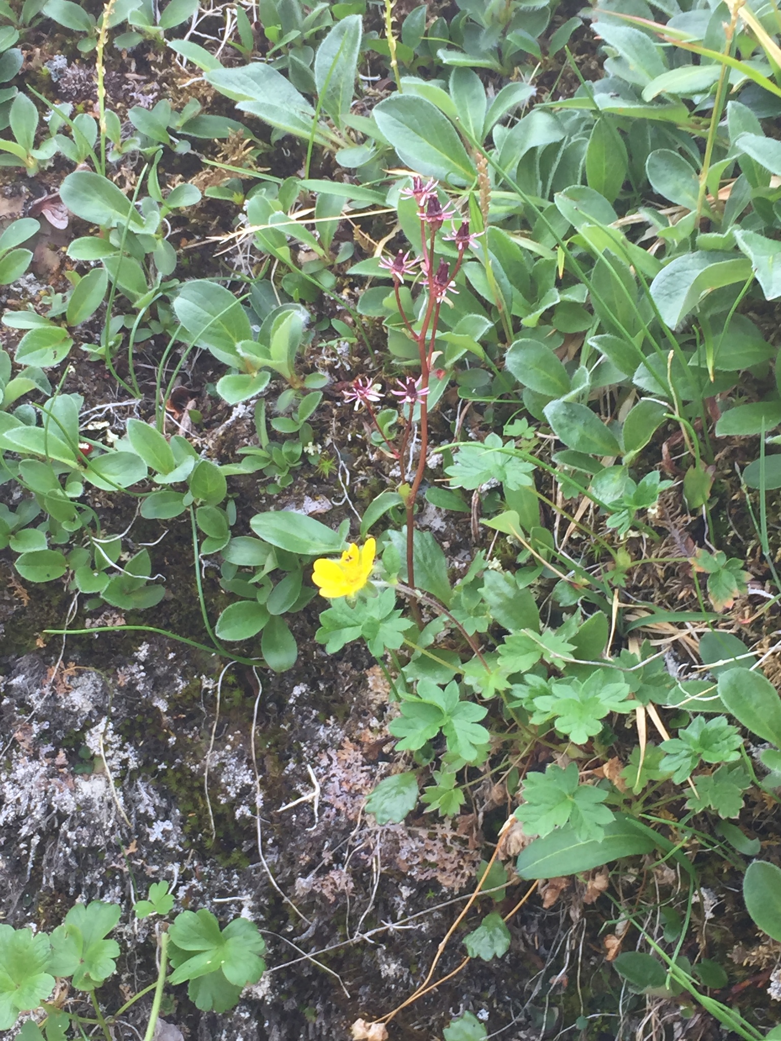Potentilla hyparctica ssp. elatior