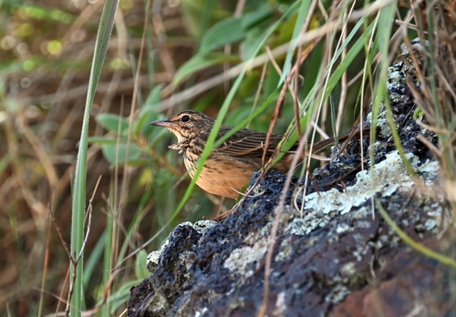Long-billed Pipit (West African)