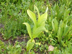 Veratrum viride