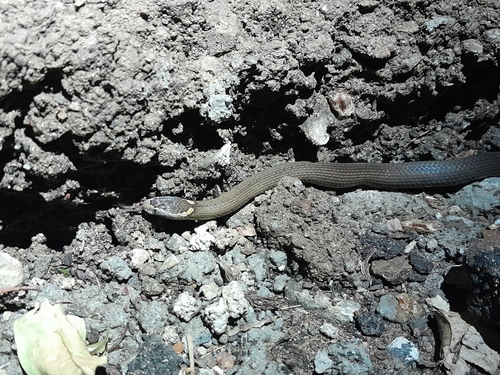 Golden-crowned Snake sighting