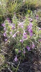 Salvia whitehousei