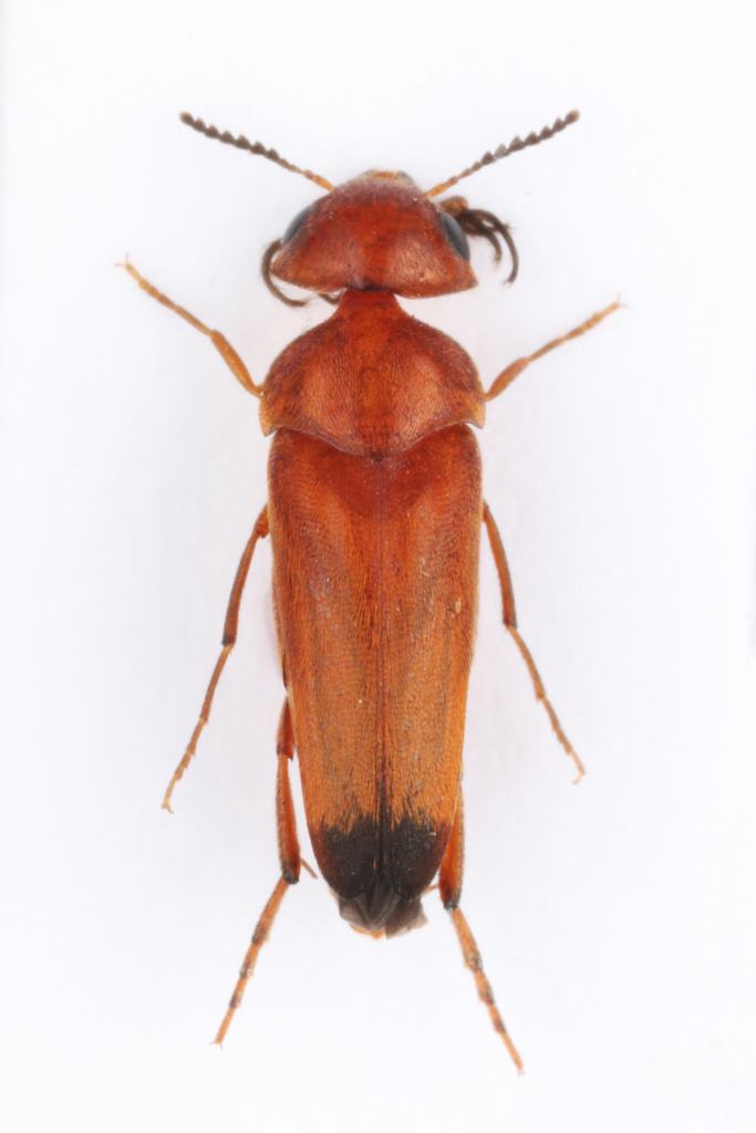 Calycina nigroapicalis
