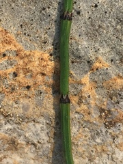 Equisetum variegatum