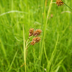 Carex atratiformis
