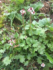 Micranthes porsildiana