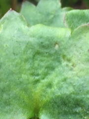 Micranthes porsildiana