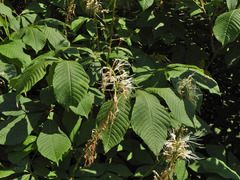 Aesculus parviflora